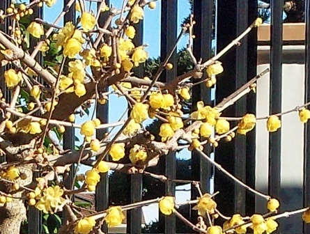 �ʐ^�E���J���̃��E�o�C